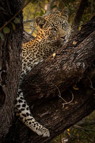118 Zuid-Afrika, Sabi Sand Game Reserve, luipaard.jpg